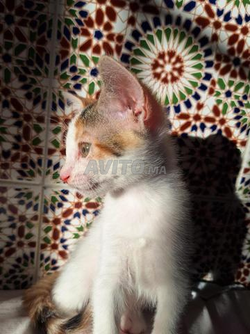 قطة أنثى عمرها شهرين - 2