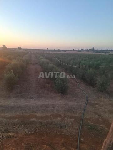 4 hectares 6000 oliviers fruitiers eau et électricité disponibles