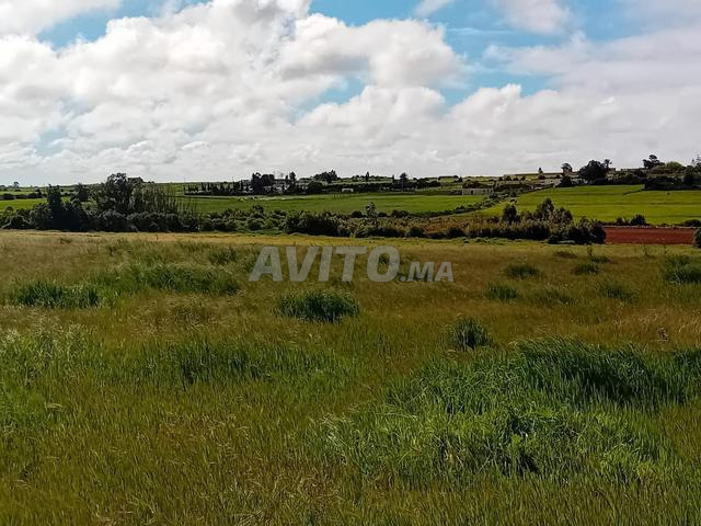 Terrain à vendre Azemmour 4 hectares - 2