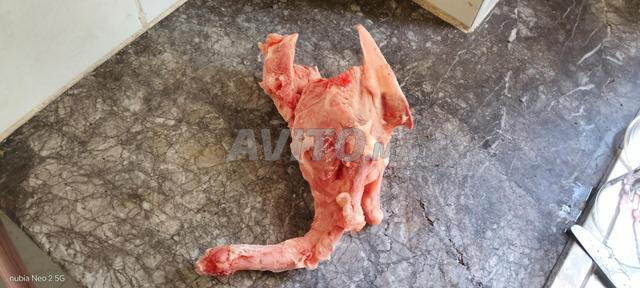 Alimentation Naturelle (Raw Food / BARF) 🐾 - 2