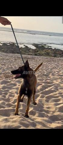 Malinois charbonné - 2