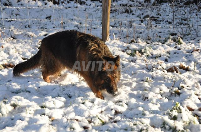 Femelle berger allemand à vendre - 2