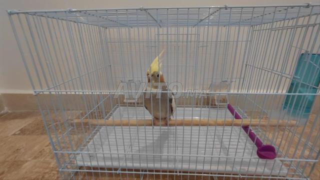 Perruche Calopsitte mâle 6 mois avec cage offerte
