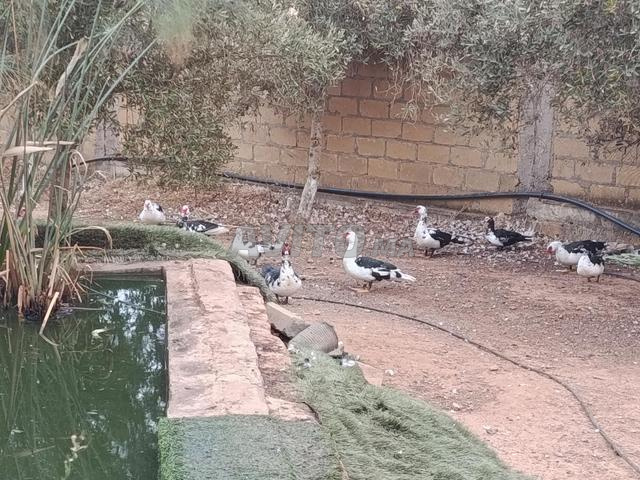 بط بالغ للبيع - 2