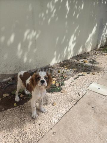 Chiot Cavalier king charles 4 mois - 2