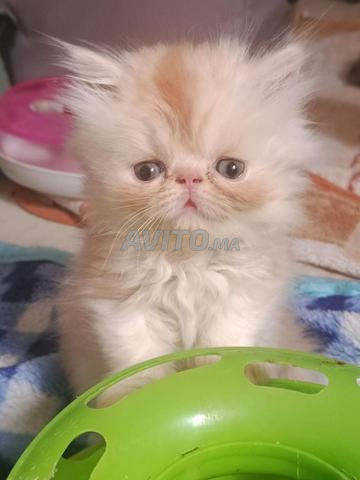 chaton persan male 2 mois - 2