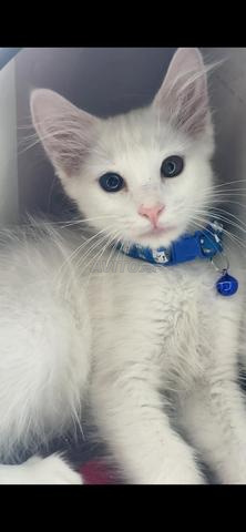 Petit chat blanc - 2