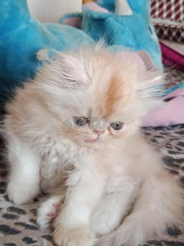 Chaton persan mâle adorable à vendre