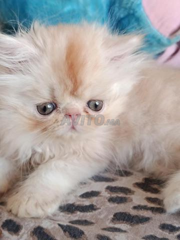 Chaton persan mâle adorable à vendre - 2