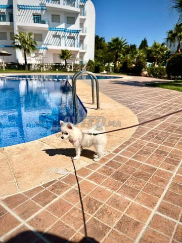 ADORABLE CHIOT SPITZ FEMELLE - 2
