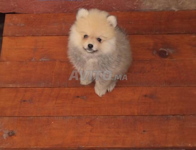 Spitz nain - 2