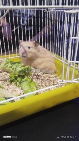 Hamster domestiqué habitué aux gens