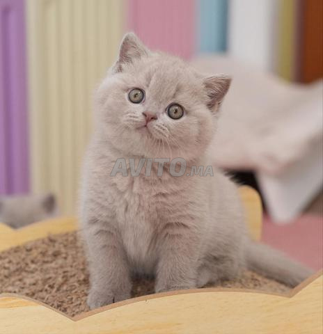 Chaton British Shorthair - 2