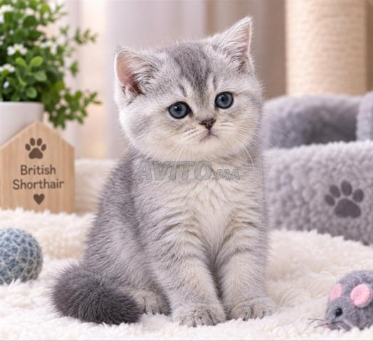 Chaton British Shorthair