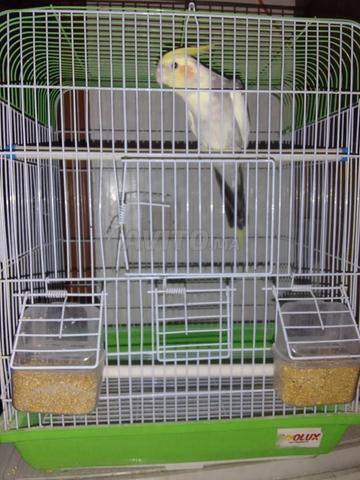 Oiseau à vendre - 2