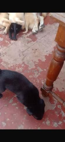 جـراء لابرادور للبيع - مراكش - 2