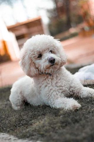 Choix caniche poodle - 2