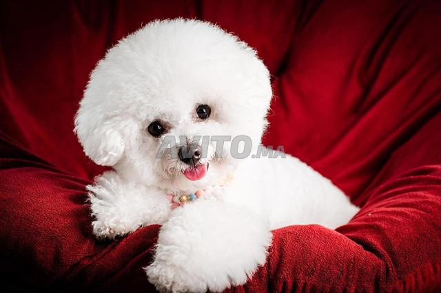 Choix caniche poodle