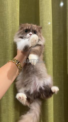 Chaton Scottish Fold Highland chocolat et blanc - 2