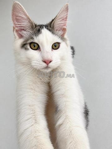 Mâle Maine Coon - 2
