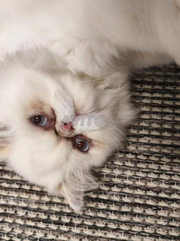 Chaton Persan - Carnet de vaccination/accessoires - 2