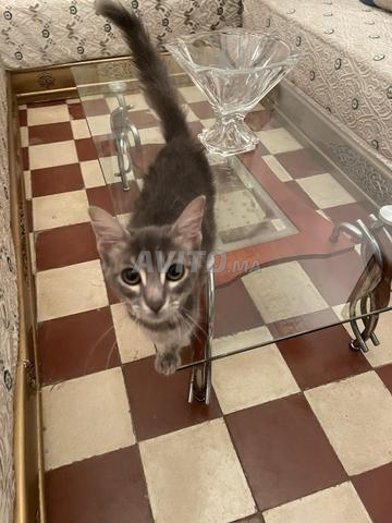 Chaton à adopter