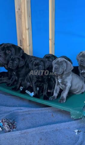 Chiots cane corso pure race