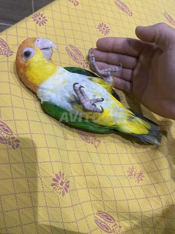 كايك أليف ومدرب - 2
