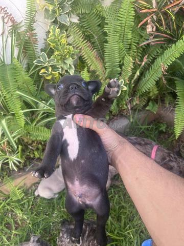Chiot Bouledogue Français