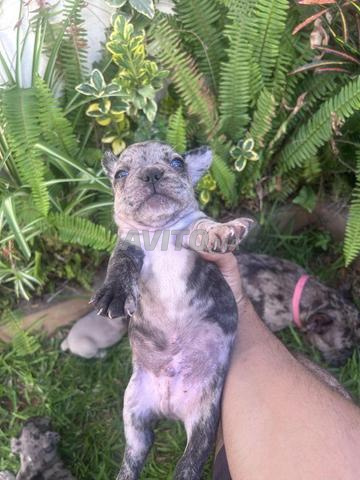 Chiot Bouledogue Français - 2