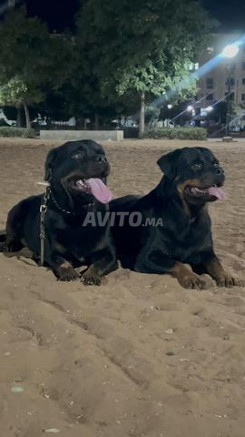Femelle rottweiler pedigree - 2