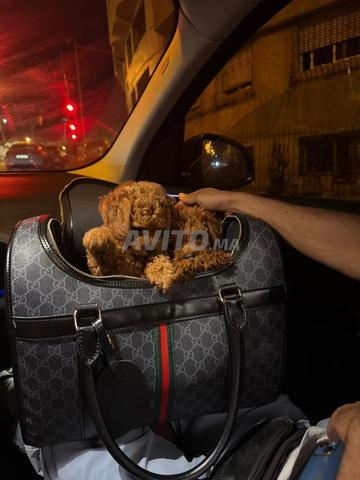 Chiots POODLE TOY importés passport - 2
