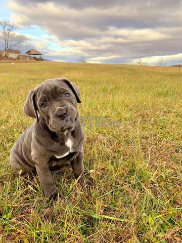 magnifique portée de cane corso pedigree