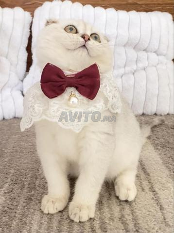Mâle Scottish Fold Silver - 2