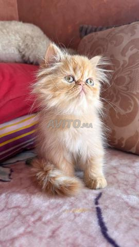 قط فارسي 🐱 - 2