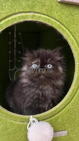 Chat persan - 2