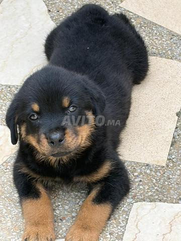 Beaux chiots Rottweiler de 2 mois