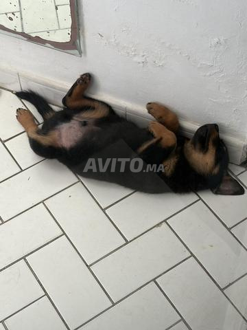 Beaux chiots Rottweiler de 2 mois - 2