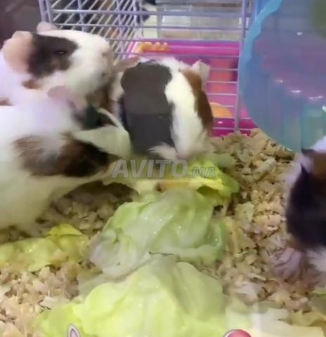 Hamtaro Hamtaro - 2