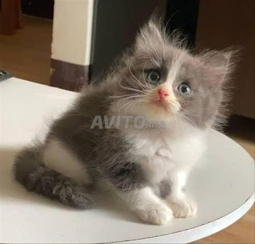 قط شيرازي رمادي أزرق عمره شهرين