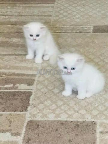 أنغورا تركي بونغ شعر طويل، شخصية رائعة جداً