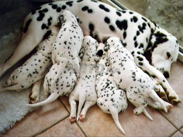 chiot dalmatien - 2