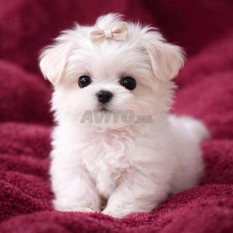 Chiot bichon maltais - 2