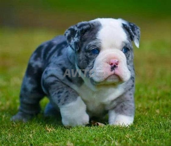Chiot bouledogue français exotique - 2