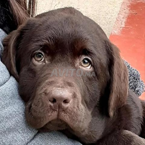 Chiot Labrador chocolat - 2