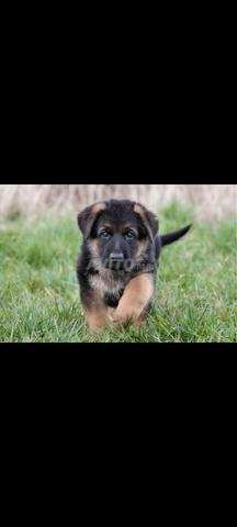 chiot berger allemand - 2