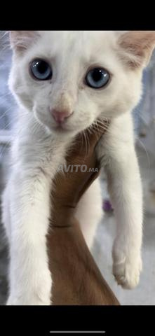 Angora turc - 2