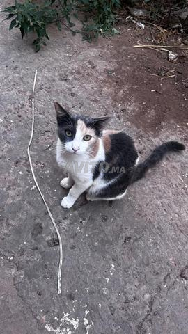 4 adorables chats cherchent une famille aimante - 2