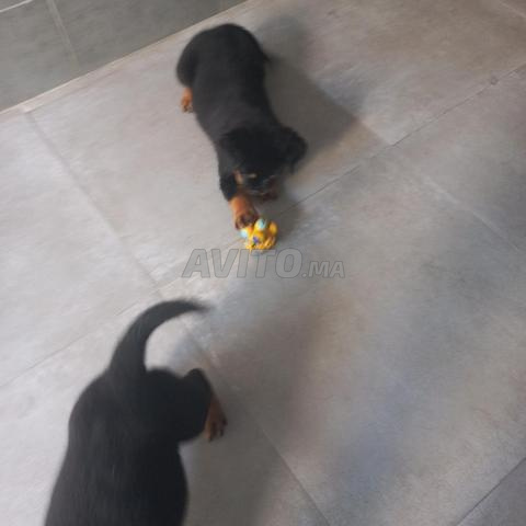 MAGNIFIQUE CHIOT FEMELLE ROTTWEILLER A VENDRE - 2