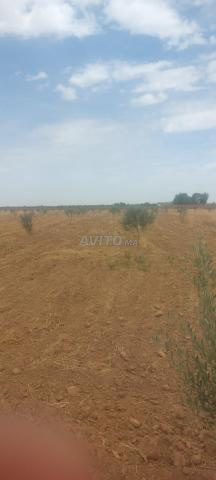 Terrain agricole d'un hectare ou 1000m² - 2
